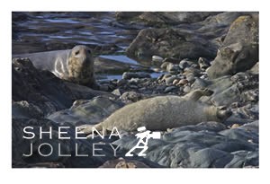 Grey Seal single  pup   thick white fur   west of Ireland   traditional breeding grounds  rocky islands  sandy bays  eyes  appealing photograph Sea Fairy.jpg Sea Fairy.jpg Sea Fairy.jpg Sea Fairy.jpg